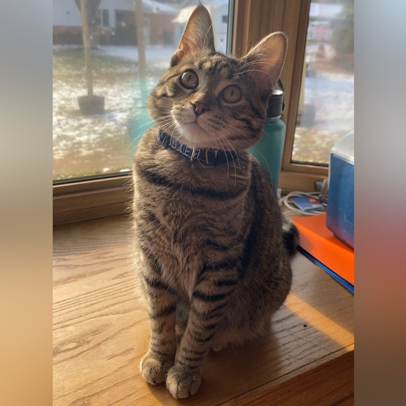 Pet Friendly and Smoke Free Home😻 - Picture 5 of 5